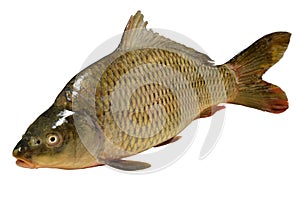 Cyprinus carpio Fish Carp