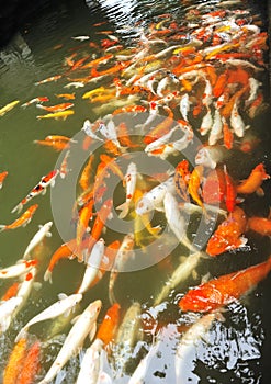 cyprinus carpio fishes