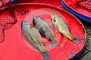 Cyprinus carpio fishes are for sale.