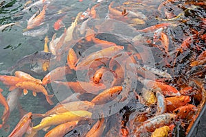 Cyprinus carpio haematopterus-Cyprinus carpio