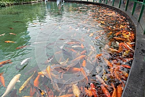 Cyprinus carpio haematopterus-Cyprinus carpio