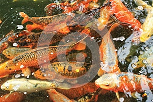 Cyprinus Carpio in a pond in Lisbon, Portugal