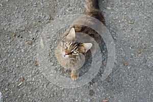 Cypriot Cat Gazing