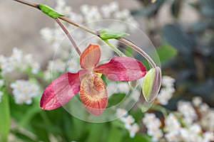 Cypripedioideae orchid closeup