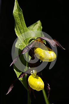 Cypripedium calceolus