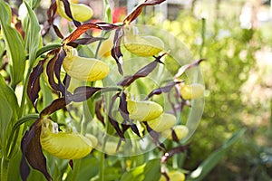 Cypripedium calceolus