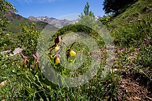 Cypripedium calceolus