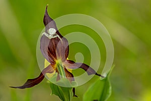 Cypripedium calceolus in close-up seen in the Vercors, France