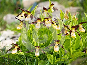 Cypripedium calceolus.