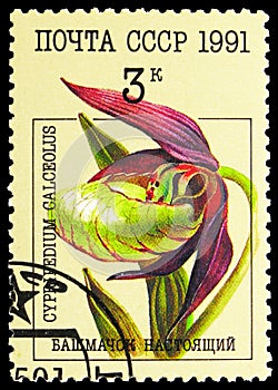 Cypripedium calceolus - Lady`s-slipper Orchid, Orchids serie, circa 1991