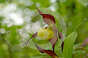 Cypripedium calceolus is a lady`s-slipper orchid with selective