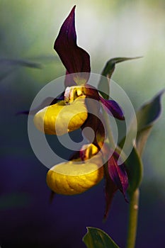 Cypripedium calceolus is a lady`s-slipper orchid, two flowers with dark background