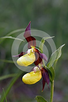 Cypripedium calceolus is a lady`s-slipper orchid, two flowers.Rarity, the largest European orchid on a green background
