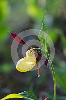 Cypripedium calceolus