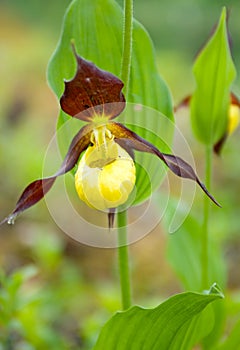 Cypripedium calceolus.moccasin flower