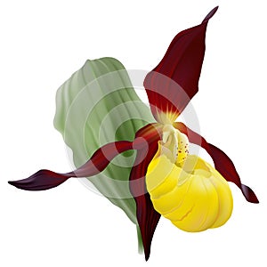 Cypripedium calceolus or Yellow Ladyâ€™s Slipper, a terrestrial wild orchid on white background.