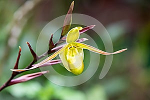 Cypripedium, known as lady`s slipper orchids in Costa Rica