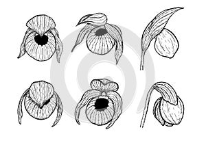 Cypripedium orchids set by hand drawing.