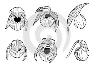 Cypripedium orchids set by hand drawing.