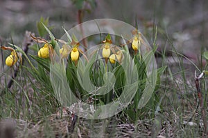 Cypripedium parviflorum in the Canadian Rockies photo