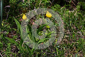 Cypripedium parviflorum, commonly known as yellow lady`s slipper photo