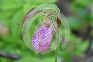 Cypripedium reginae ou `sabot de la vierge`,  orchid from Quebec photo