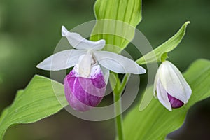 Cypripedium reginae wonderful garden ornamental orchid flower, pink and white flowering plant