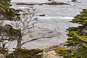 Cyprus Cove Trail at Point Lobos, California