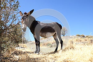 Cyprus Donkey