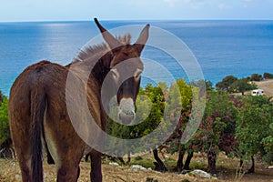 Cyprus donkey photo