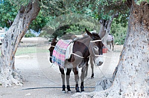 Cyprus Donkey