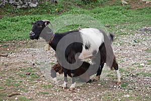 Cyprus goat female with kid feeding bell round neck black white brown long hair