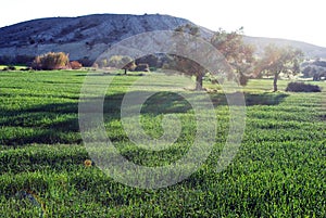 Cyprus Landscapes, Olive trees in the nature surrounded by Green Grass and small hills all outside small village areas