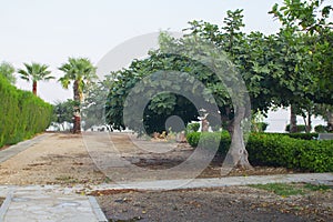 Cyprus mediterranean street fig tree, green hedge and palms near the sea. Horzontal with copy space for text and design