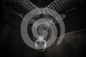 Cyprus Mouflon portrait