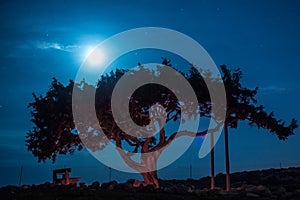 Cyprus old tree on a background of the night sky. Illuminated backlit moon