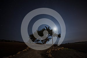 Cyprus old tree on a background of the night sky. Illuminated backlit moon