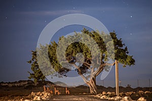 Cyprus old tree on a background of the night sky. Illuminated backlit moon