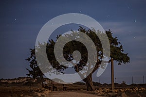 Cyprus old tree on a background of the night sky. Illuminated backlit moon