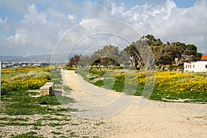 Cyprus road. Fields of spring flowers, Cyprus. Red and yellow flowers, blue sky and clouds.