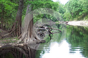 Cyprus roots in Suwannee River