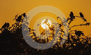 Cyprus sparrows bask in the rays of the rising sun