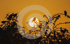 Cyprus sparrows bask in the rays of the rising sun