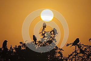 Cyprus sparrows bask in the rays of the rising sun