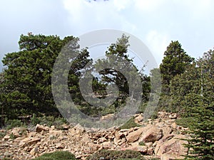 Cyprus. Troodos Mountains. Panorama of wild mountain forests at an altitude of 1900 meters above sea level.