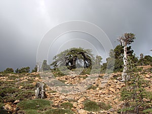 Cyprus. Troodos Mountains. Panorama of wild mountain forests at an altitude of 1900 meters above sea level.