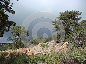 Cyprus. Troodos Mountains. Panorama of wild mountain forests at an altitude of 1900 meters above sea level.