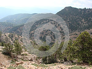 Cyprus. Troodos Mountains. Panorama of wild mountain forests at an altitude of 1900 meters above sea level.