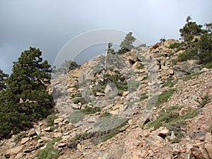 Cyprus. Troodos Mountains. Panorama of wild mountain forests at an altitude of 1900 meters above sea level.