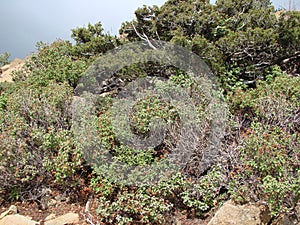 Cyprus. Troodos Mountains. Panorama of wild mountain forests at an altitude of 1900 meters above sea level.